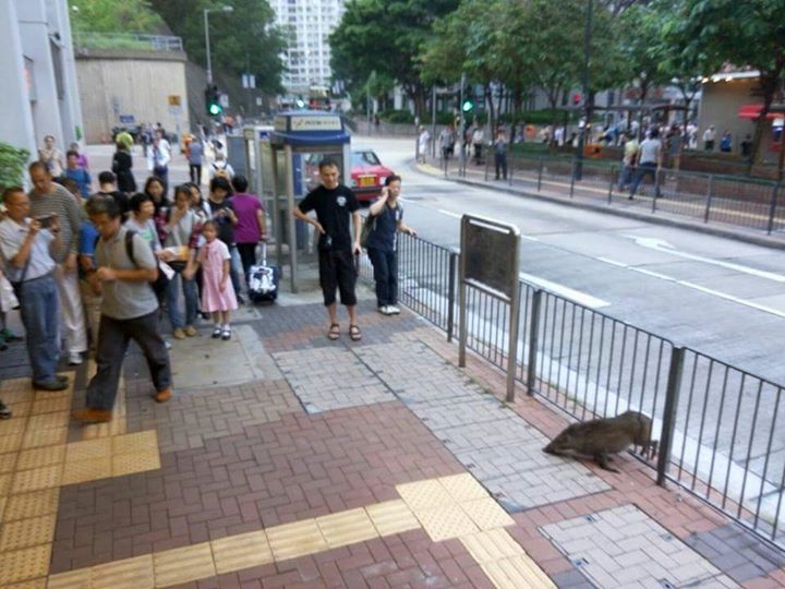 圖片來源:香港突發事故報料區/Exam Sum