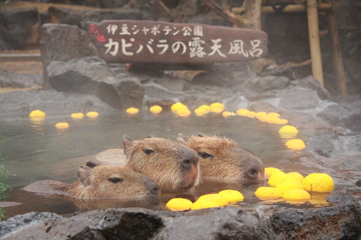 圖片來源:Atpress