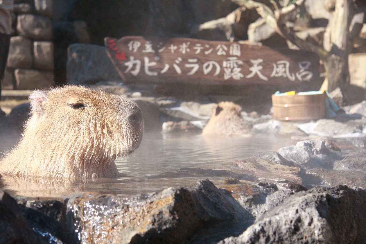 圖片來源:Atpress