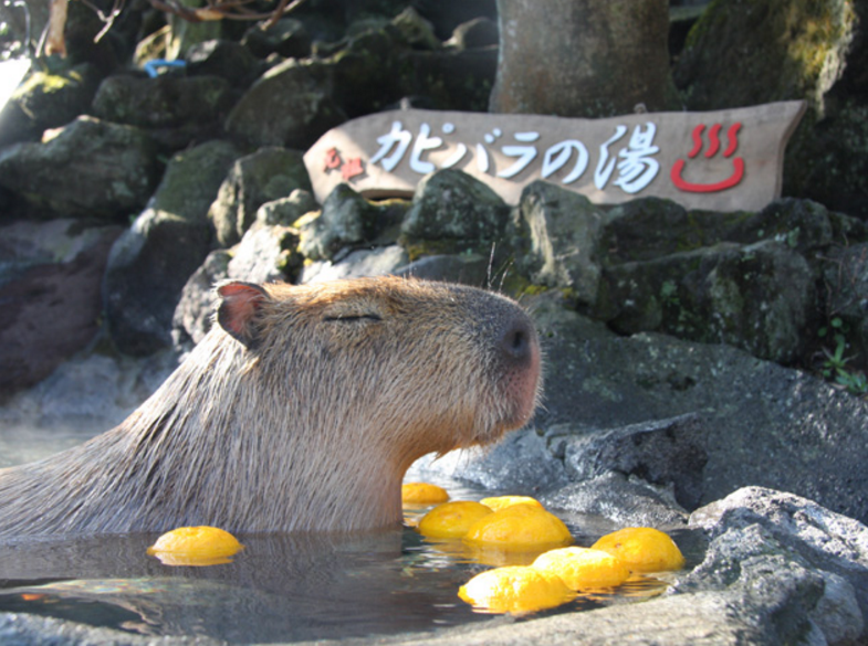 圖片來源:izushaboten
