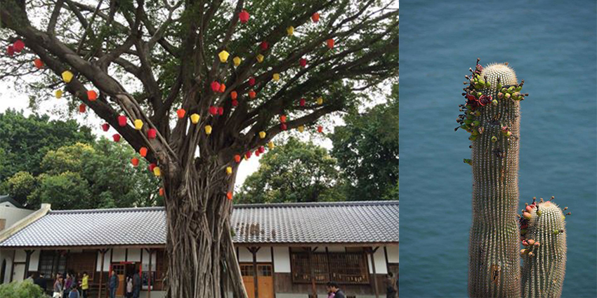 圖片來源:Taiwanpictopic