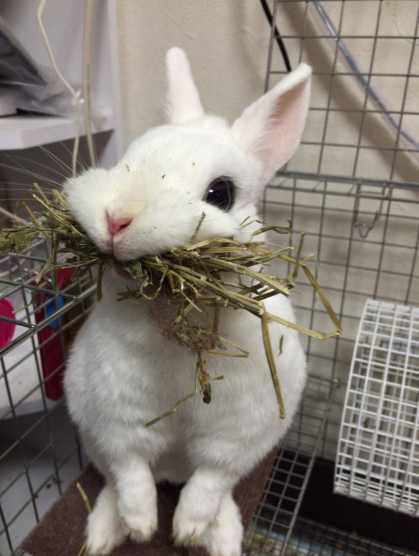 圖片來源:carrot666/twitter