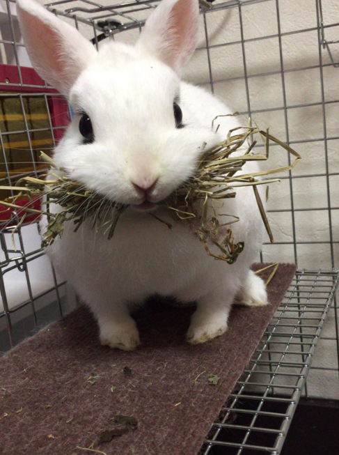 圖片來源:carrot666/twitter