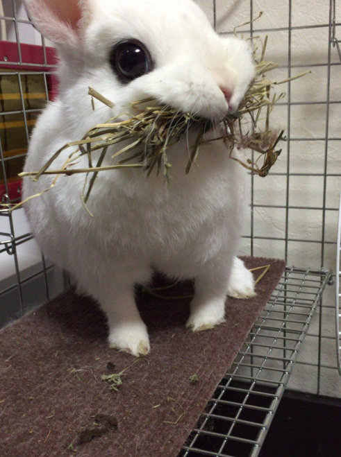 圖片來源:carrot666/twitter