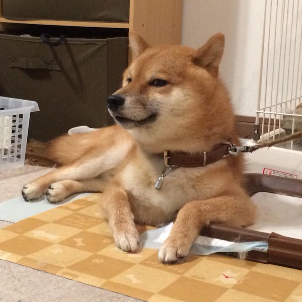 圖片來源：Kagemans/twitter