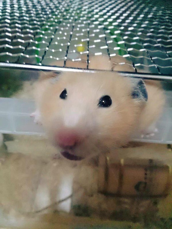 圖片來源:s_hi_o