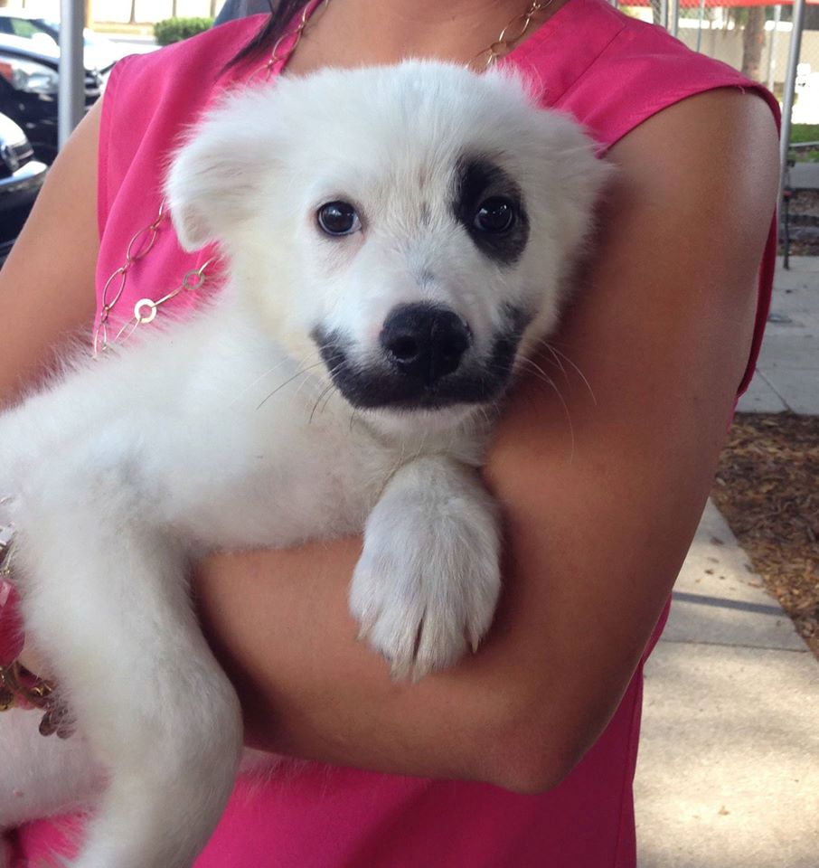 圖片來源：Humane Society of Tampa Bay