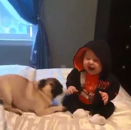 圖片來源: circus_pugs