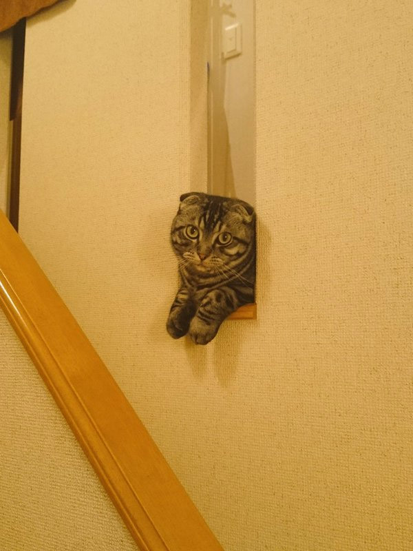 圖片來源:Twitter