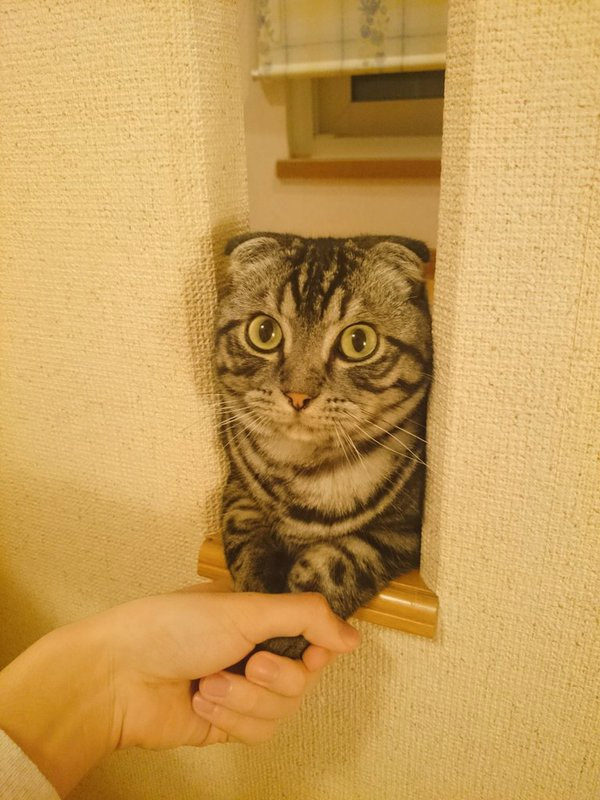 圖片來源:Twitter