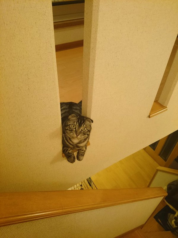 圖片來源:Twitter