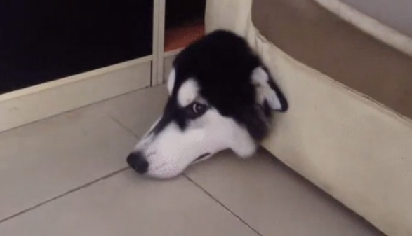圖片來源：imgur