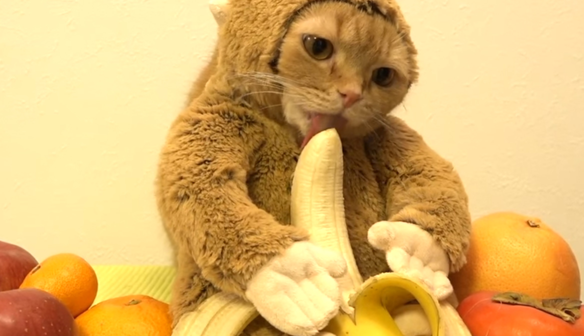 圖片來源：10 Cats. 