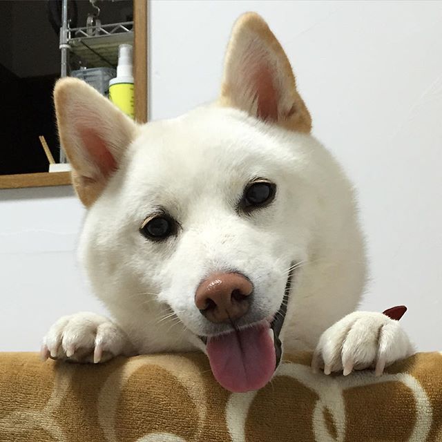 圖片來源:kotaro_1030/instagram