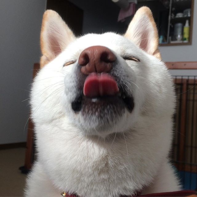 圖片來源:kotaro_1030/instagram