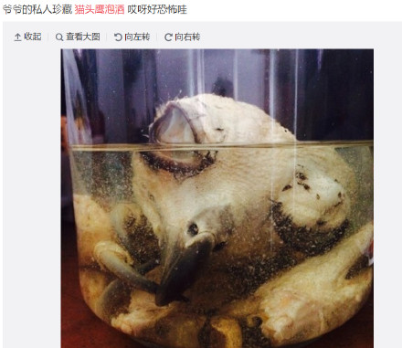 圖片來源:博物雜誌/微博