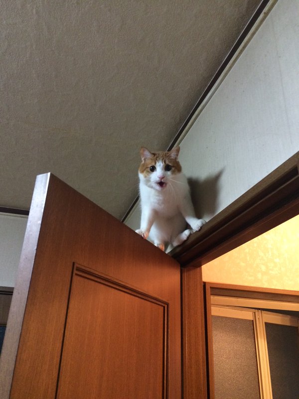 ​圖片來源：k_szk/twitter