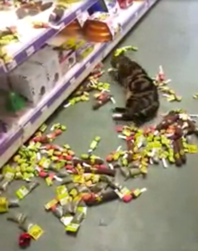 ​圖片來源：imgur