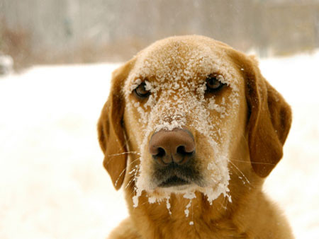圖片來源：doglistener.tv