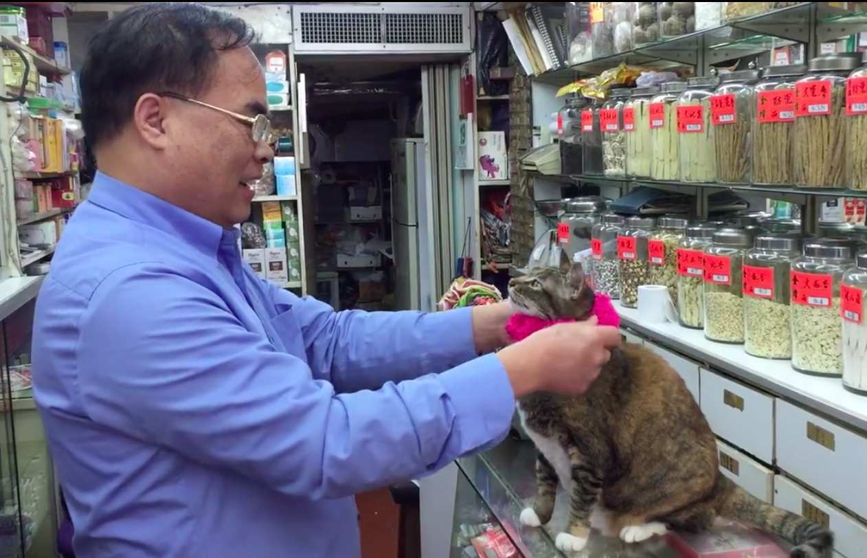 圖片來源:Wanchai Cat