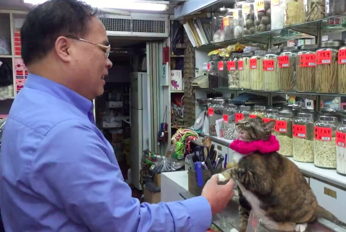 圖片來源:Wanchai Cat