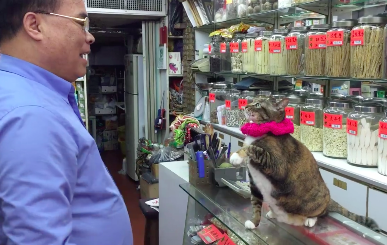 圖片來源:Wanchai Cat