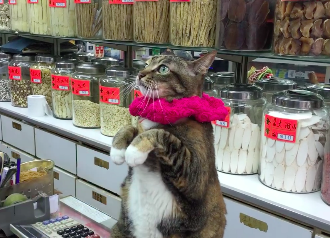圖片來源:Wanchai Cat