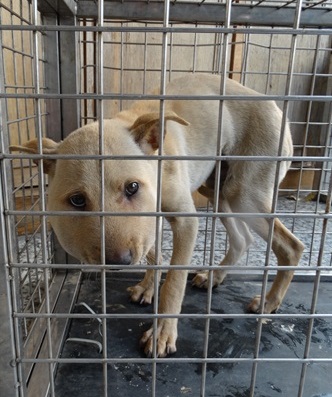 圖片來源:高雄市關懷流浪動物協會