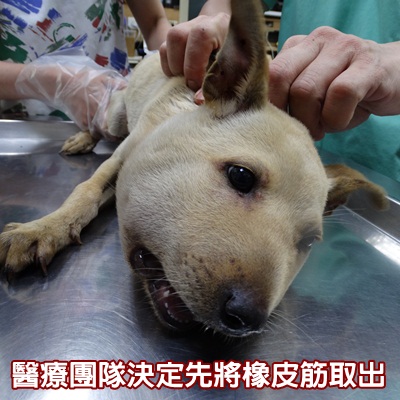 圖片來源:高雄市關懷流浪動物協會