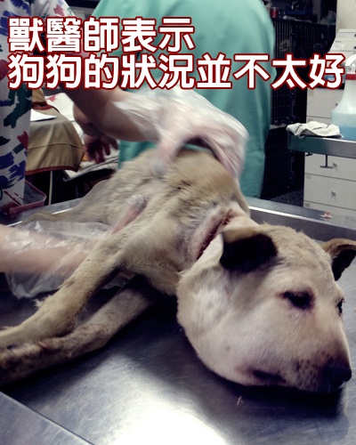 圖片來源:高雄市關懷流浪動物協會