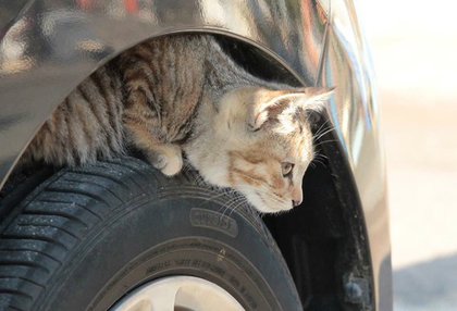 圖片來源:猫バンバン/twitter