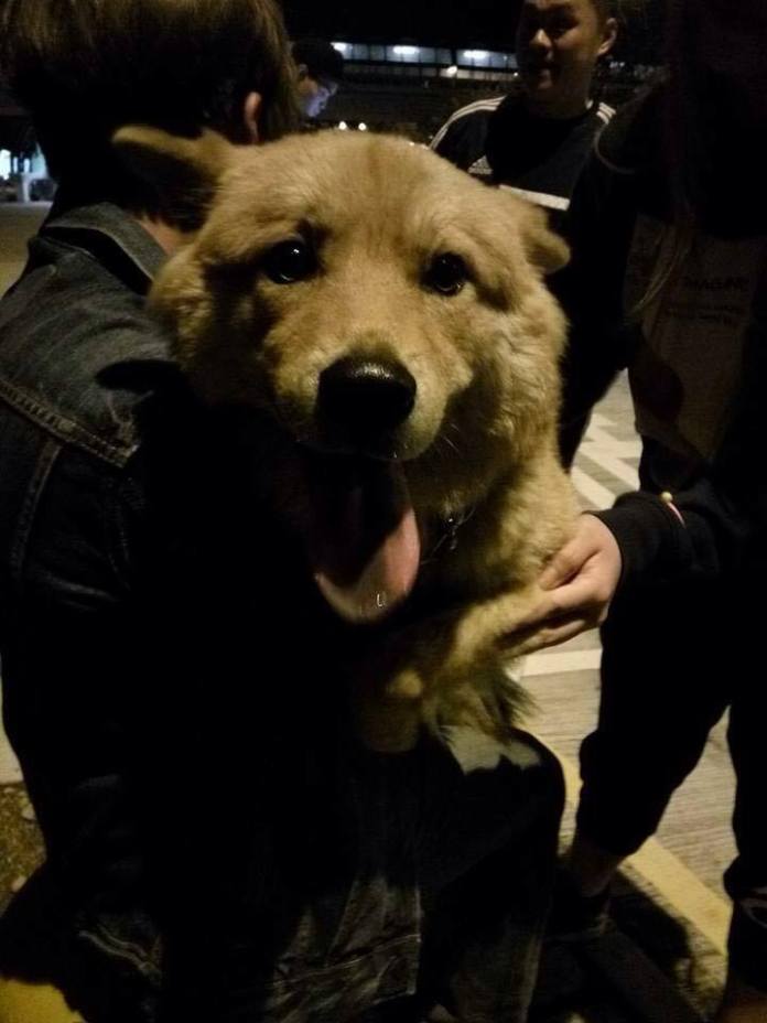 圖片來源:香港動物報