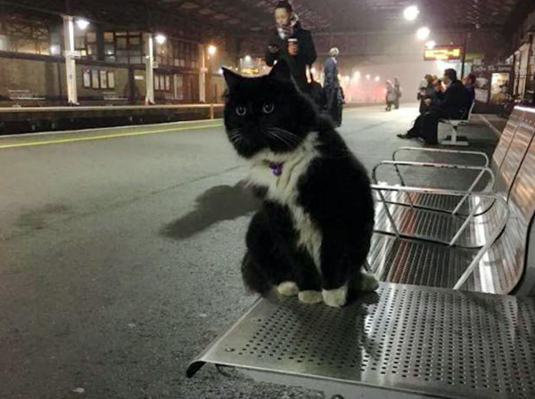 圖片來源:Felix the Huddersfield Station Cat/Facebook