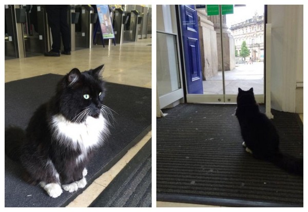 圖片來源:Felix the Huddersfield Station Cat/Facebook