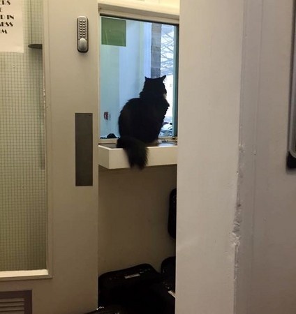 圖片來源:Felix the Huddersfield Station Cat/Facebook