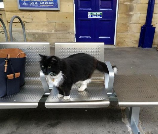 圖片來源:Felix the Huddersfield Station Cat/Facebook