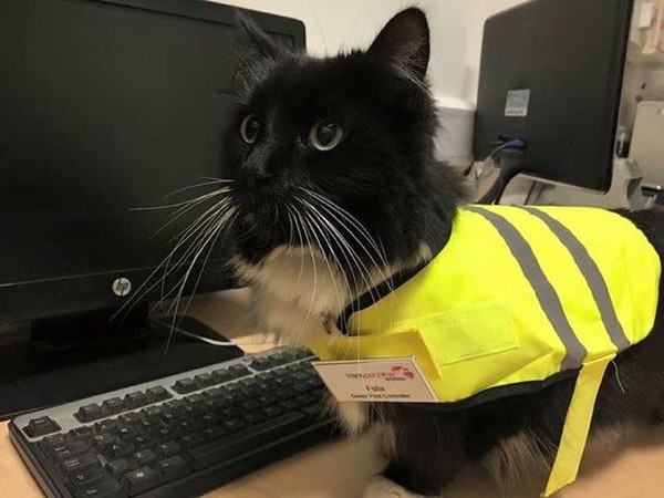 圖片來源:Felix the Huddersfield Station Cat/Facebook
