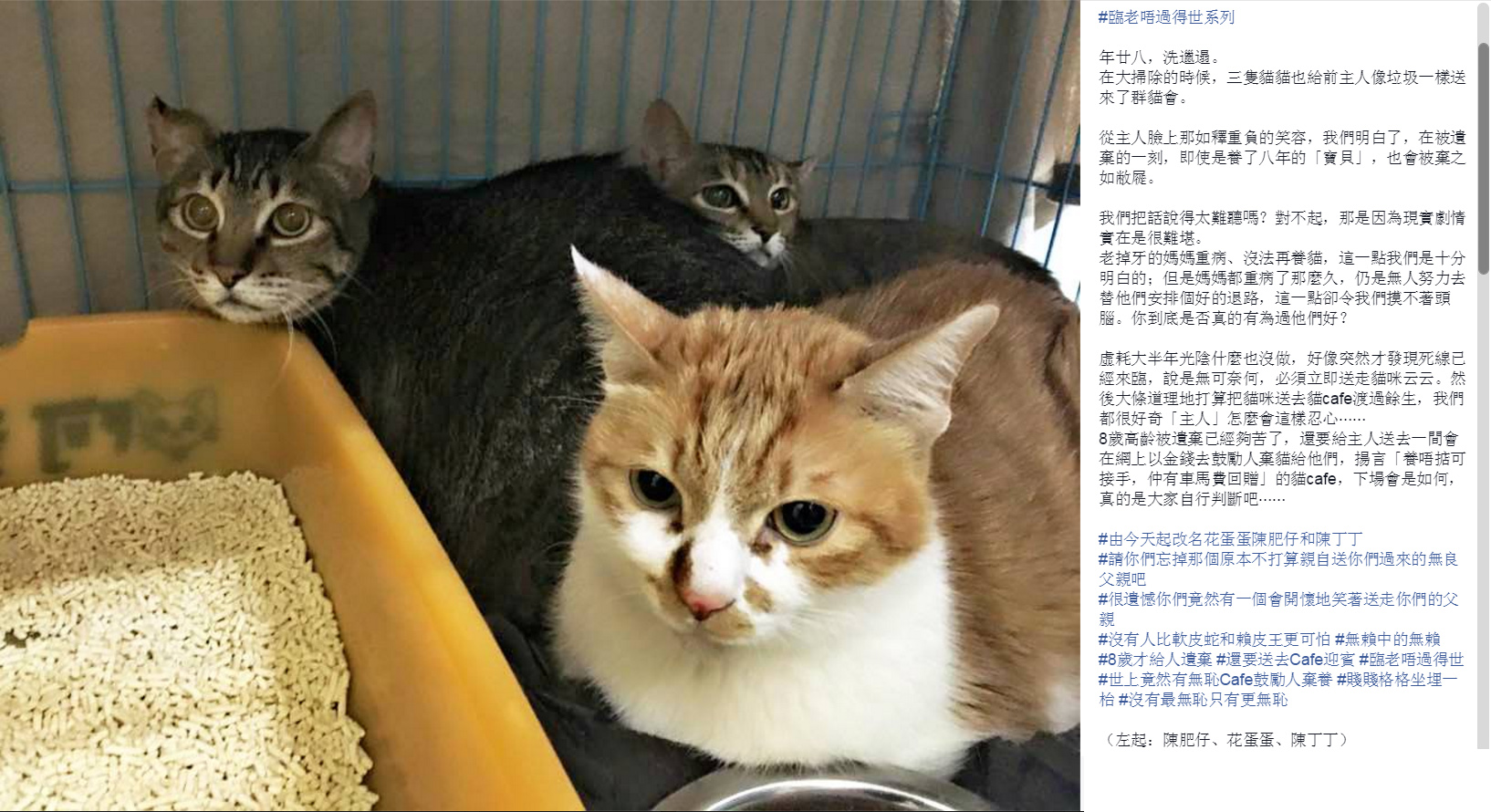 圖片來源:香港群貓會./Facebook