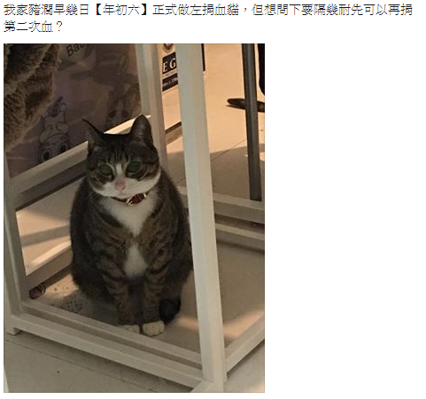 圖片來源:天下貓貓捐血站