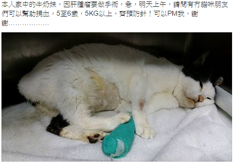 圖片來源:天下貓貓捐血站