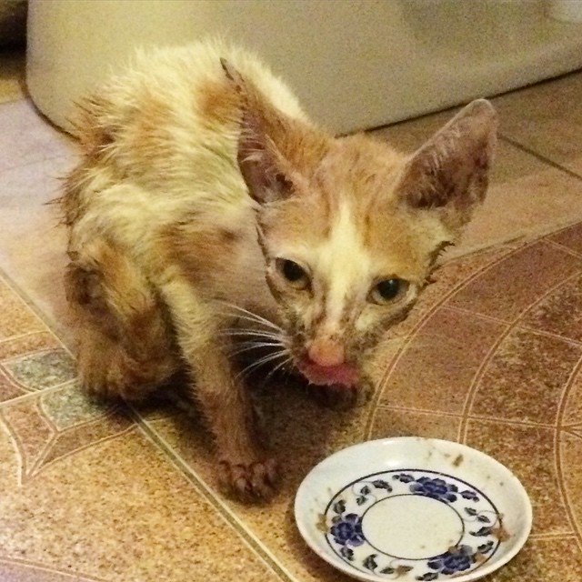 圖片來源:Smeagol_puss