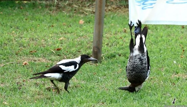 圖片來源:themagpiewhisperer/Facebook