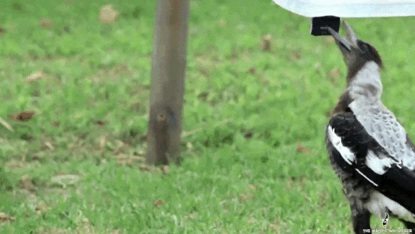 圖片來源:themagpiewhisperer/Facebook