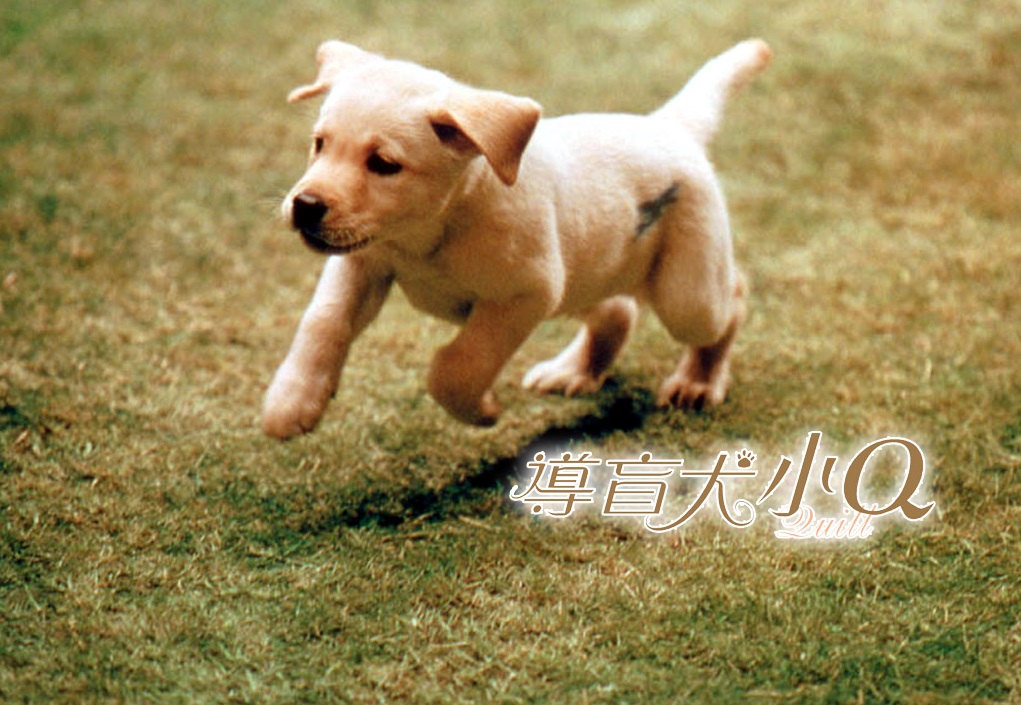 圖片來源:導盲犬小Q
