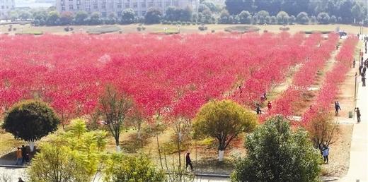 圖片來源：中國評論新聞網