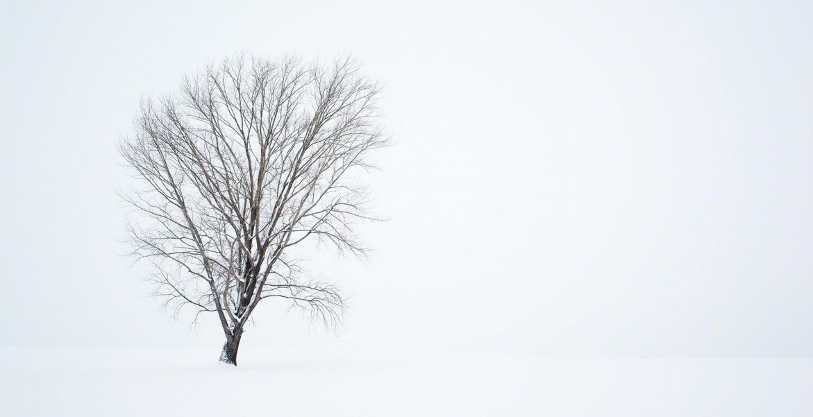 圖片來源：Kent Shiraishi