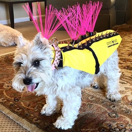 圖片來源：coyotevest