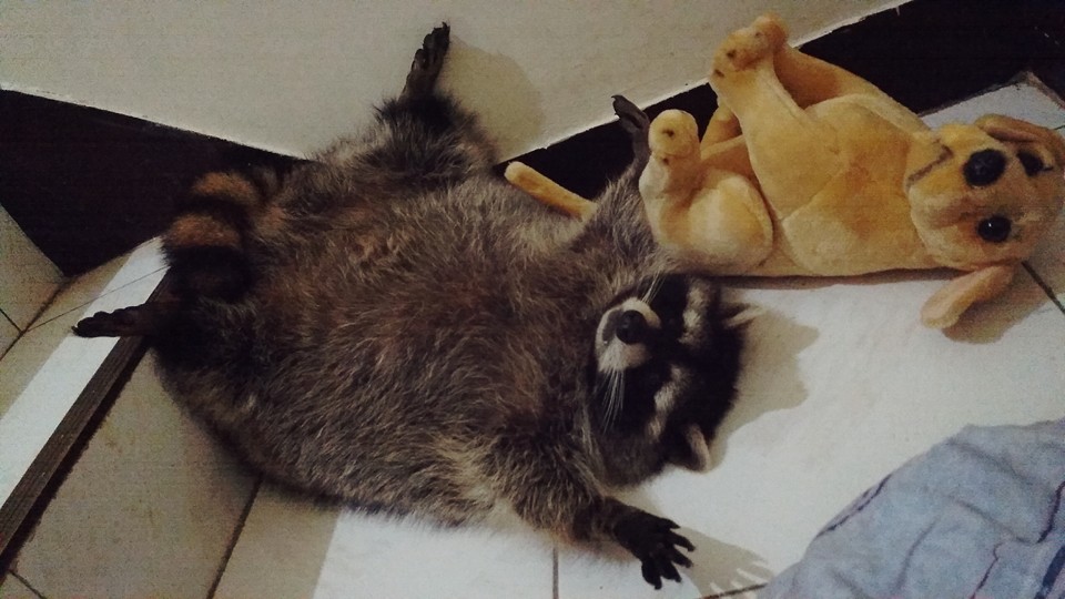 圖片來源:Pang Fu Raccoon 浣熊胖福福