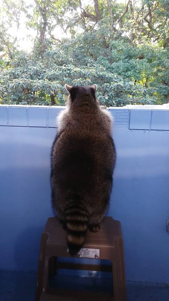 圖片來源:Pang Fu Raccoon 浣熊胖福福