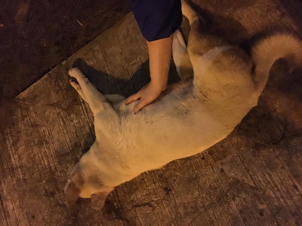 圖片來源: Kaya Leung/唐狗會學習營